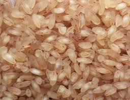 red matta rice
